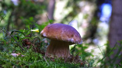 En karljohansvamp som växer i mossa. Den har vit fot och brun hatt.