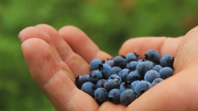 En hand som håller i blåbär