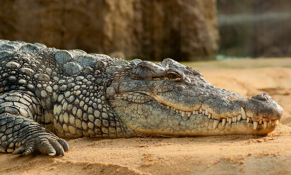 En krokodil som ligger på sand