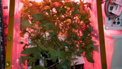 Sallad odlad i rymden