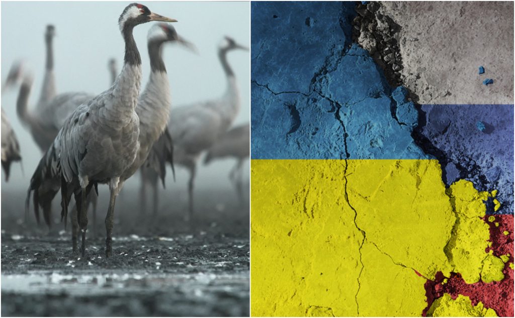 Tranor och Ukrainas och Rysslands flaggor.